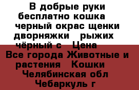 В добрые руки бесплатно,кошка,2.5черный окрас,щенки дворняжки,3 рыжих 1 чёрный,с › Цена ­ - - Все города Животные и растения » Кошки   . Челябинская обл.,Чебаркуль г.